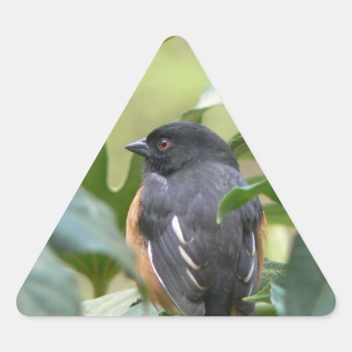 Alert Eastern Towhee Sticker