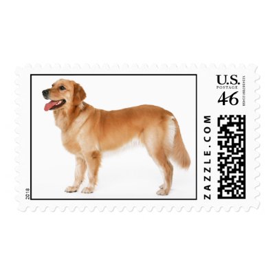 Alert Golden Retriever Postage Stamp by DogPoundGifts