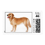 Alert Golden Retriever Postage Stamp