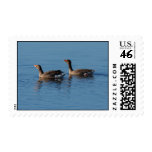 Alert Greylag Geese Postage