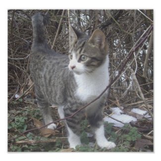 Alert Kitten Photo Print