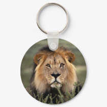 Alert Lion keychains