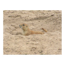 Alert Little Prairie Dog posters