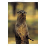 Alert Otter Greeting Card