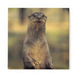 Alert Otter Magnet