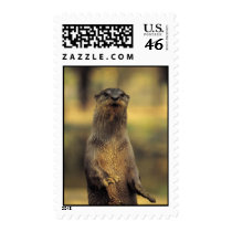 Alert Otter postage by alternateworlds Alert Otter postage
