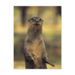 Alert Otter Post Cards