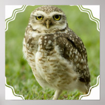 Alert Owl Poster