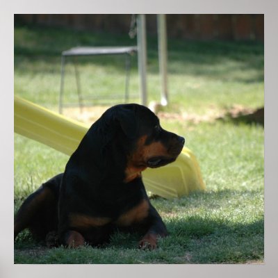 Alert Print by Sholcroft