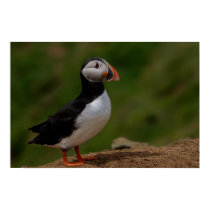 Alert Puffin posters