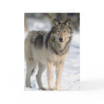 Alert Wolf Greeting Cards