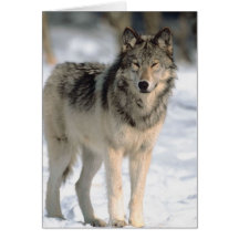 Alert Wolf Greeting Cards