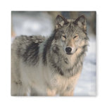 Alert Wolf Fridge Magnet