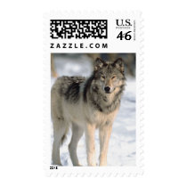 Alert Wolf Postage