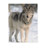 Alert Wolf Post Cards