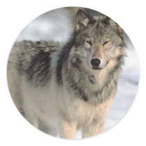 Alert Wolf Round Stickers