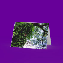 Alerton Garden - Kauai, Hawaii cards