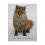 Aleutian Fox in Winter, Unalaska Island Post Cards