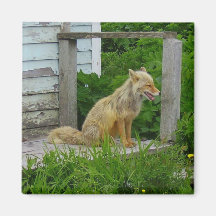 Aleutian Fox on 4th Street, Unalaska Island Fridge Magnet