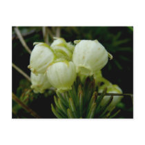 Aleutian Heather Blossoms, Unalaska Island Postcard