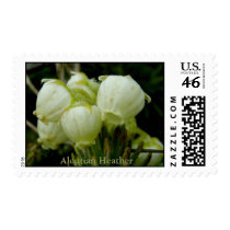 Aleutian Heather (Phyllodoce aleutica) Postage
