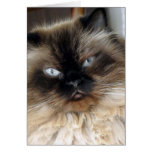 Alex Card