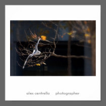 alex centrella     photographer posters