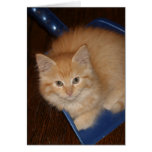 "Alexander" All-Occasion Greeting Card