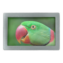 Alexandrine Parakeet Belt Buckles