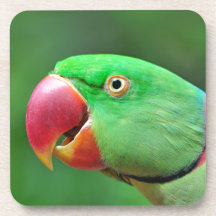 Alexandrine Parakeet Beverage Coaster