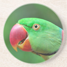 Alexandrine Parakeet Coaster