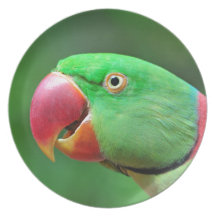Alexandrine Parakeet Dinner Plates