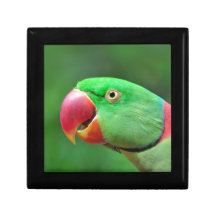 Alexandrine Parakeet Keepsake Box