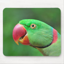 Alexandrine Parakeet Mousepads