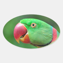 Alexandrine Parakeet Oval Sticker