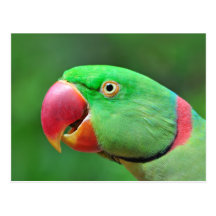 Alexandrine Parakeet Post Cards