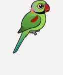 Alexandrine Parakeet Shirts