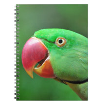 Alexandrine Parakeet Spiral Notebooks