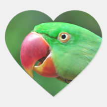 Alexandrine Parakeet Sticker