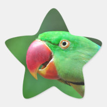 Alexandrine Parakeet Stickers