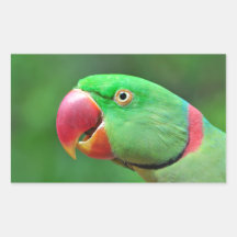 Alexandrine Parakeet Stickers
