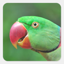 Alexandrine Parakeet Stickers