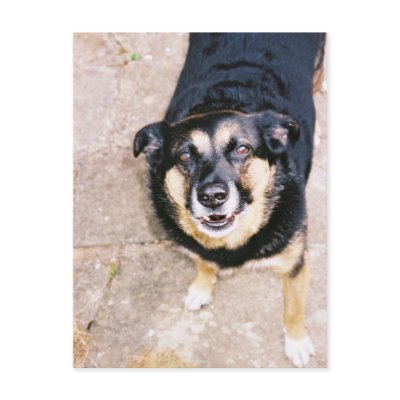 Alf the Chatty Dog Postcard by Stronsy