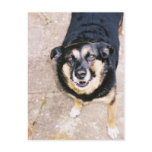 Alf the Chatty Dog postcards