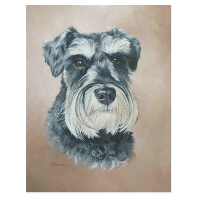 Alfie - miniature schnauzer flyers by fhooper
