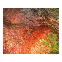 Algae from Honduras posters