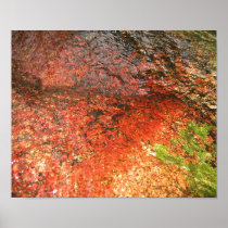 Algae from Honduras Print