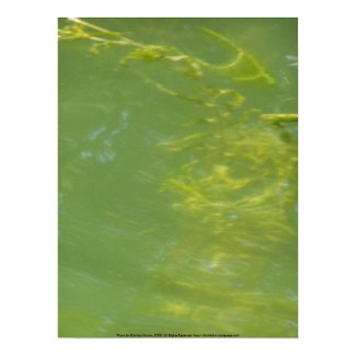Algae Frond Macro Algae Frond Macro