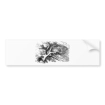 Alice in Wonderland: Cheshire Cat bumper stickers by jerseyskimmilk Alice in Wonderland: Cheshire Cat bumper stickers