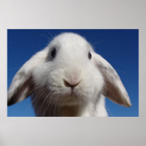 Alice - White Lop Rabbit Print